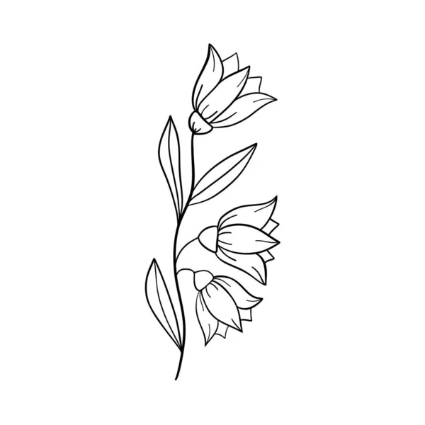 Bell Blommor Campanula Hand Dras Vektor Illustration Klockblommor Och Knoppar — Stock vektor
