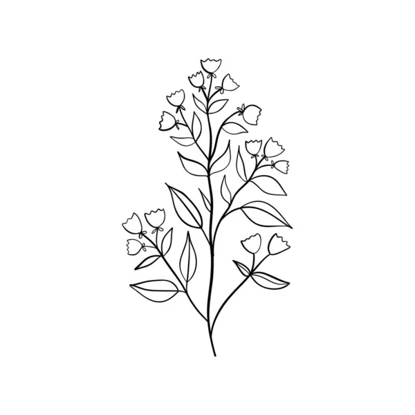 Glockenblumen Campanula Handgezeichnete Vektorillustration Von Schwarzen Linien Glockenblumen Und Knospen — Stockvektor