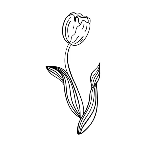 Tulpenblumen Linie Kunst Minimalistische Umrisszeichnung Einzeiliges Zeichnen Vektorisolierte Florale Elemente — Stockvektor