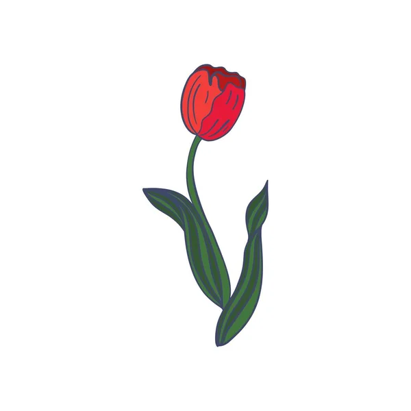 아이콘 Tulip Crocus Snowdrop 선그리기 일러스트 — 스톡 벡터