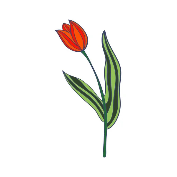 Flower Flat Vector Icon Tulip Crocus Snowdrop Flowers Line Drawing — Stock Vector