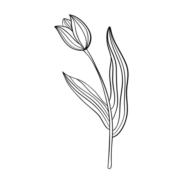 Lale Çiçeği Çizgisi Minimalist Taslak Çizimi Tek Çizgi Çizimi Vektör — Stok Vektör
