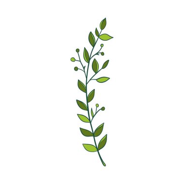 Green sprig of rosemary cartoon style, isolated vector icon. Graphic element for packaging, logo, for rosemary products.