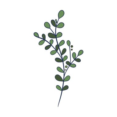 Green sprig of rosemary cartoon style, isolated vector icon. Graphic element for packaging, logo, for rosemary products.