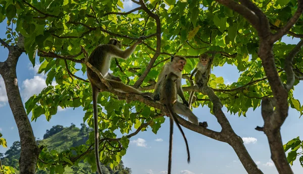 macaques mom and baby sitting on a branch, sri lanka