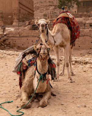 camel in the desert, petra, Jordan