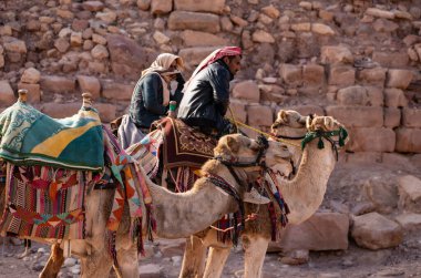 petra,the camel in the desert 