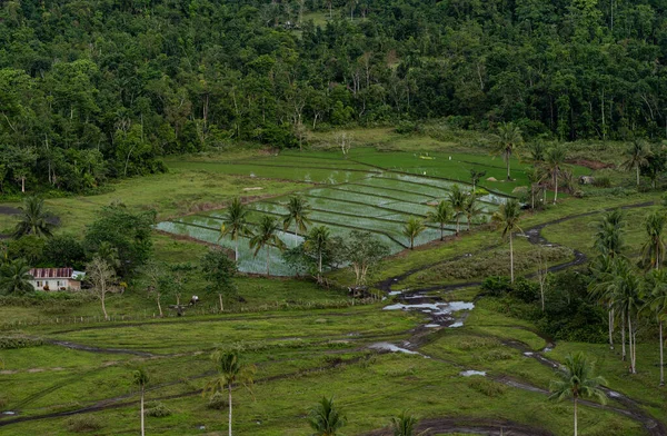green rice plantation in Bohol, Philippines