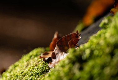 a beautiful red-eyed yellow leaves