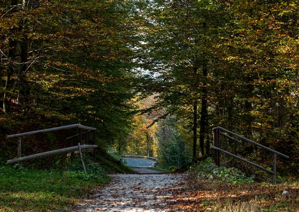 asphalt road in autumn forest, Bohinj, Slovenia