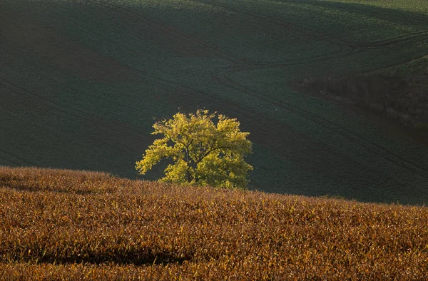 Autumn landscape in Czech Moravia, brownish-green colors of autumn in the cultivated fields