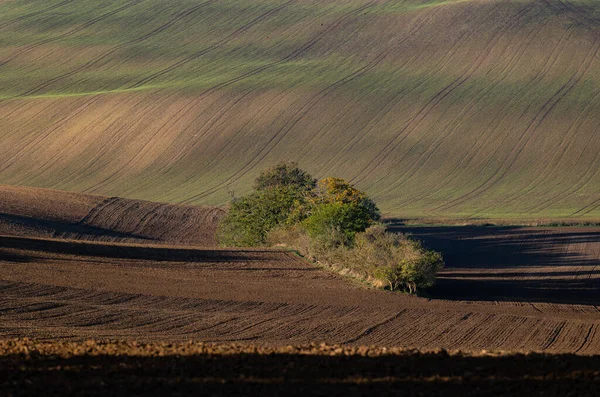 Cultivated fields in Czech Moravia, patterns and lines on the ground. Czech Tuscany