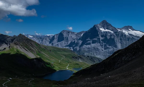 A cow grazing against the Swiss Alps in a sunny day