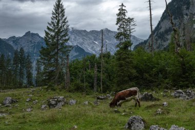 grazing horse in green scenery, German Alps
