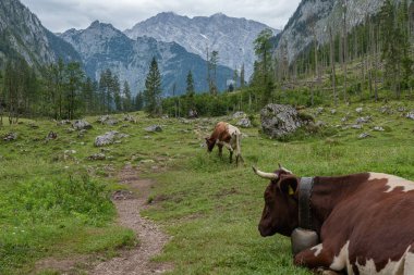 grazing horse in green scenery, German Alps
