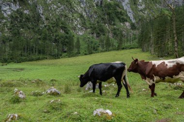 cows grazing in the green grass. German Alps