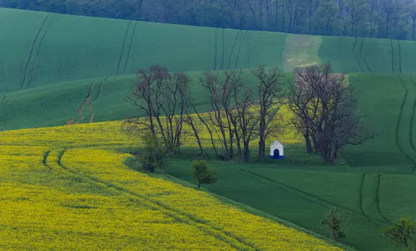 Arka planda küçük yeşil bir çiçek tarlası, Çek Moravya