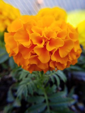 Bahçedeki güzel sarı çiçek