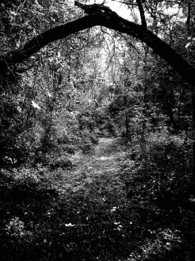 Soyut arkaplan. monokrom dokusu. siyah ve beyaz desenli