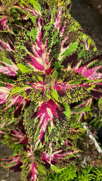Kolorowe Liście Roślin Ozdobnych Ogrodzie — Zdjęcie stockowe