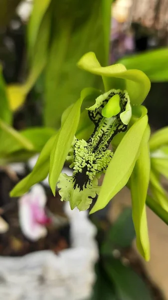 Original Kalimantan Black Orchid Scientific Name Coelogyne Pandurata Has Green — Stock Photo, Image