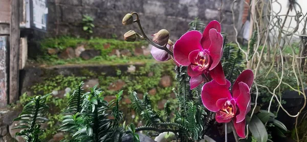Красивая Розовая Красная Орхидея Саду — стоковое фото