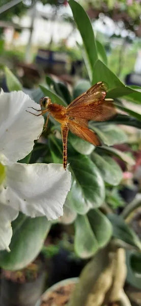 Close Dragonfly White Flower — Stock Photo, Image