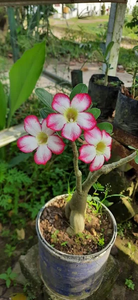鍋のピンクの花のクローズアップ — ストック写真
