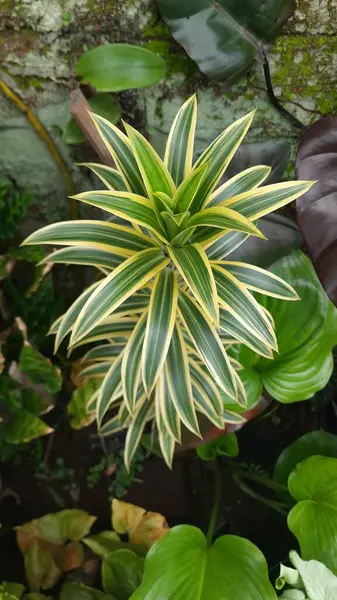 热带植物的特写 — 图库照片
