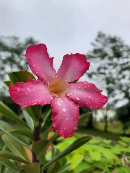 Hermosa Flor Adenium Rosa Jardín — Foto de Stock