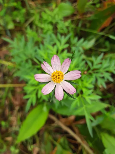 Belles Fleurs Cosmos Dans Jardin — Photo