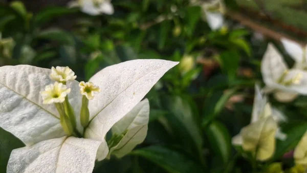 Vita Bougainvillea Blommor Trädgården Dagtid — Stockfoto