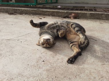 Sabah bahçede dinlenen siyah gri bir kedi.