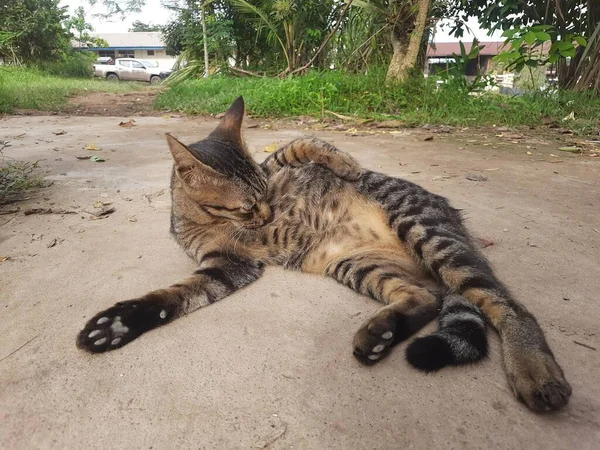 Gato Cinza Preto Relaxando Quintal Pela Manhã — Fotografia de Stock