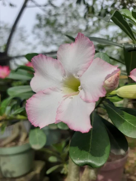 Vacker Adenium Blommor Sköt Naturliga Tapeter — Stockfoto