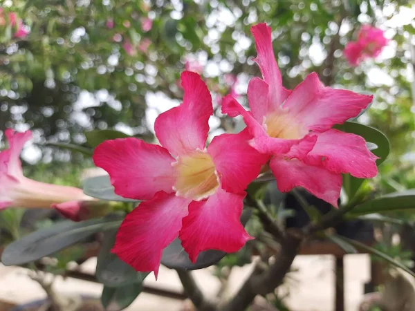 Красивые Цветы Адениума Выстрел Природные Обои — стоковое фото