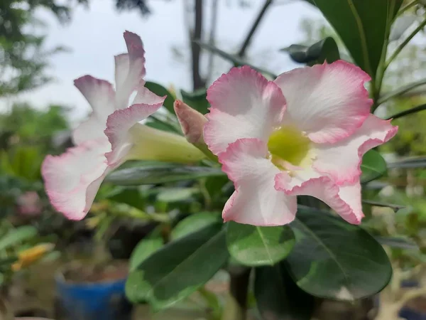 Vacker Adenium Blommor Sköt Naturliga Tapeter — Stockfoto