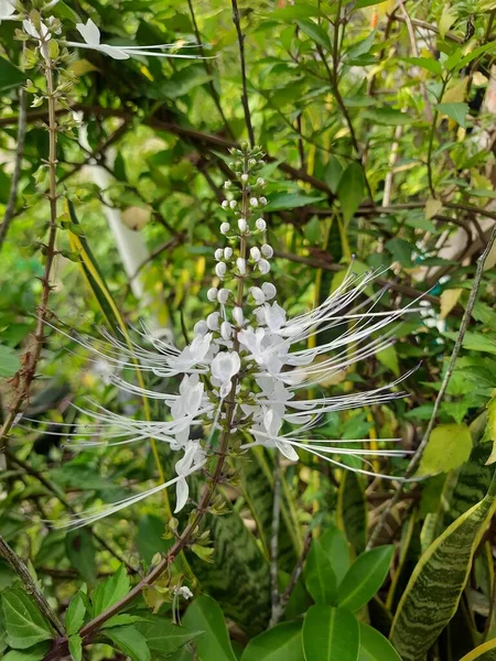 Orthosiphon Aristatus 인도네시아 토착종 식물로서 수있다 — 스톡 사진