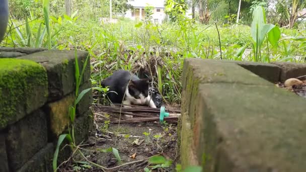 Gatto Bianco Nero Sta Giocando Saltando Nel Cortile — Video Stock