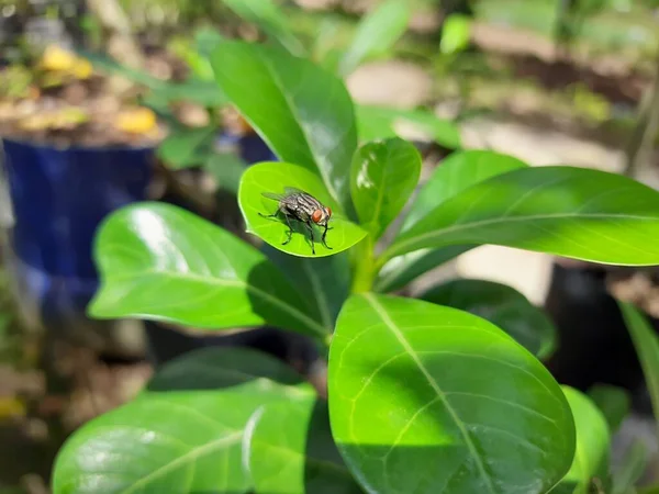 Fly Perches Green Leaf Adenium Plant — Stock Photo, Image