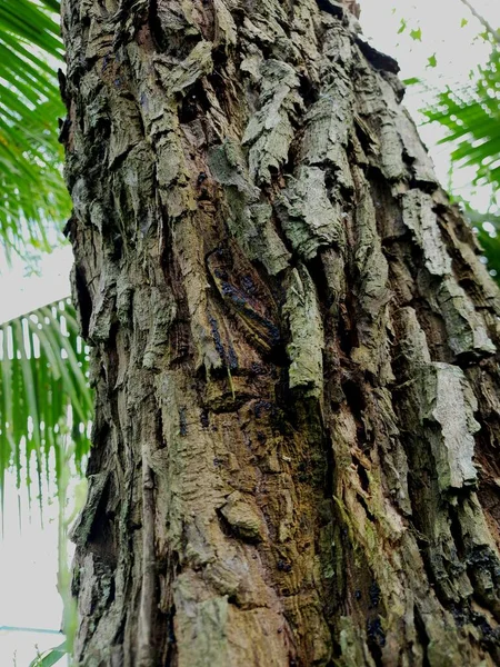 院子里一棵棕色松树树干的树皮 从一个很低的角度发出来的 — 图库照片