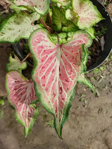 Φύλλα Του Όμορφου Καλλωπιστικού Φυτού Caladium Έχουν Ροζ Μοτίβο Και — Φωτογραφία Αρχείου