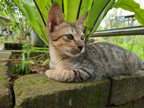 Kot Siedzi Rano Zrelaksowany Chodniku — Zdjęcie stockowe