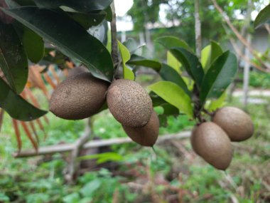 Kahverengi sapodilla meyvesi ağacın dallarına asılmış, yeşil yapraklı, evin bahçesinde saksılara ekilmiş.