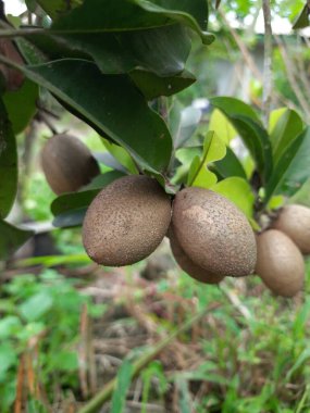Kahverengi sapodilla meyvesi ağacın dallarına asılmış, yeşil yapraklı, evin bahçesinde saksılara ekilmiş.