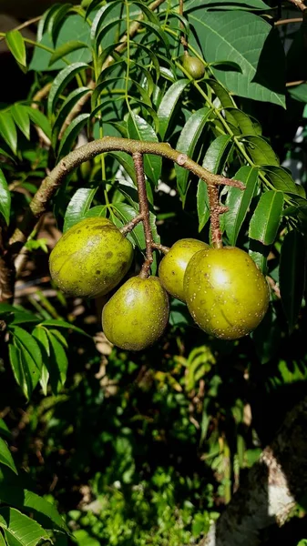 Ambarella Fruit Alias Spondias Dulcis Ramo Albero Verde Giallastro Sole — Foto Stock