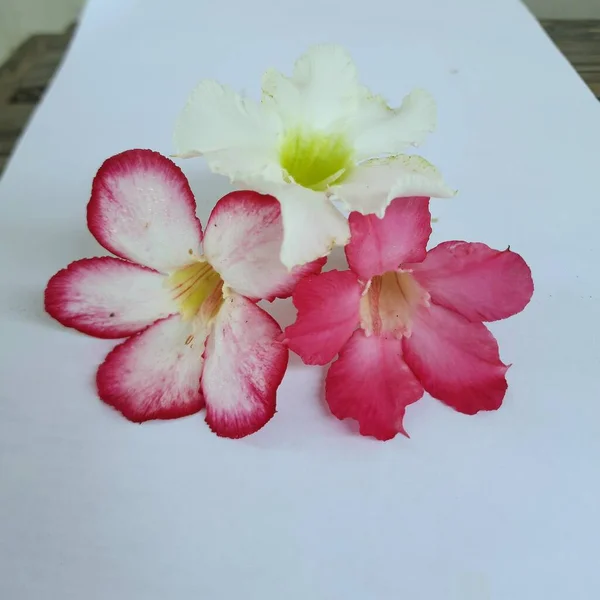 Rosa Och Vita Adenium Blommor Blom Vit Bakgrund Morgonen — Stockfoto
