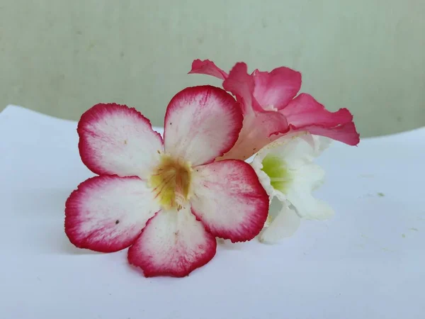 Fiori Adenio Rosa Bianchi Fiore Sfondo Bianco Mattino — Foto Stock