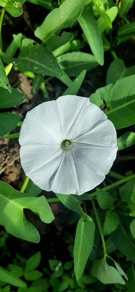 高い角度から撮影された緑の葉の背景に白いケールの花 — ストック写真
