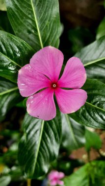 Catharanthus Roseus çiçeği ya da Madagaskar Periwinkle olarak da bilinir, çiçekler bahçede yetişen koyu yeşil yapraklı parlak pembedir.